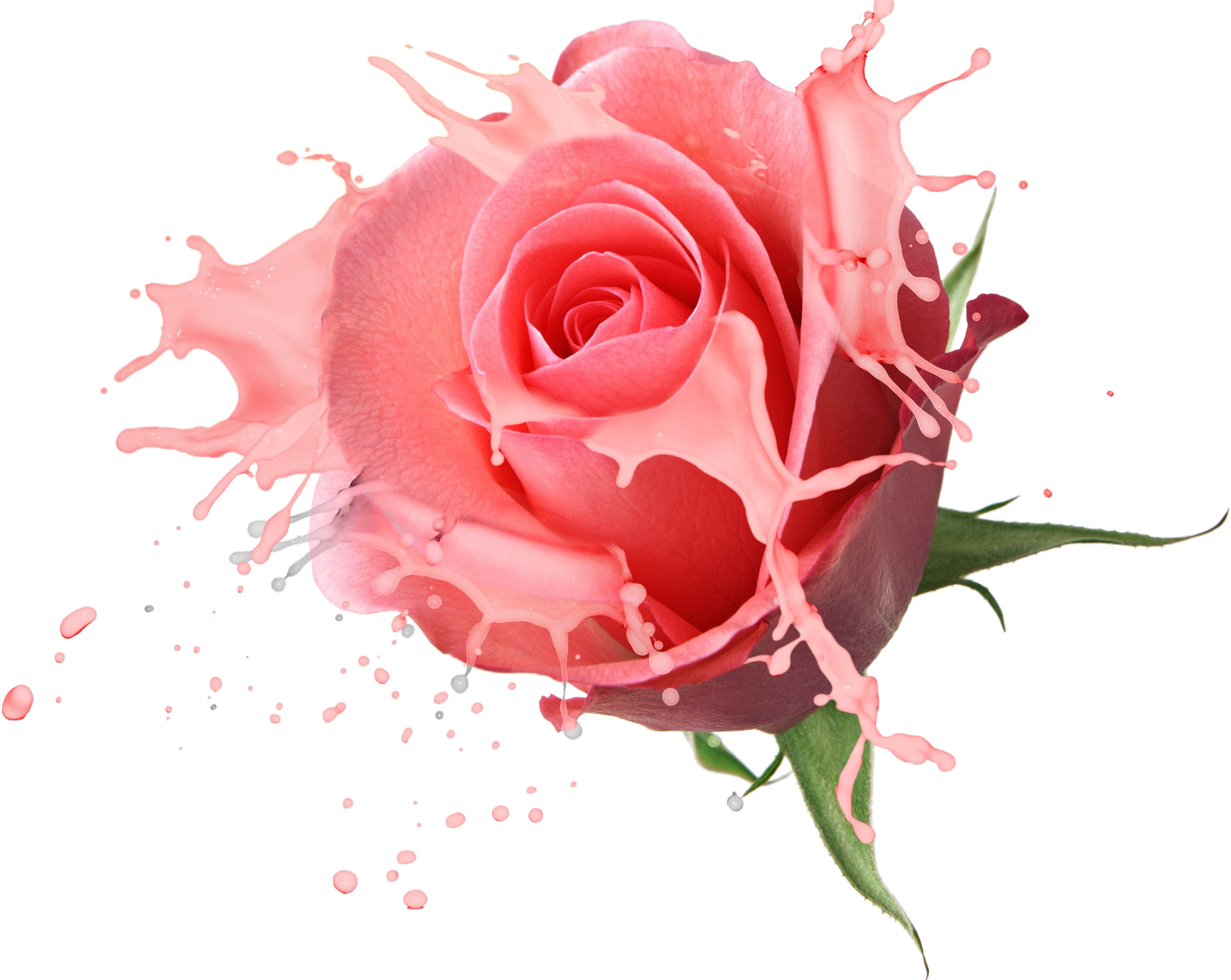 Flower Bouquet Rose Drawing Fl Design - Rose Psd (2600x2070)