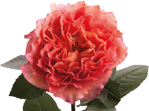 Lush Rose Flower Cartoon Transparent Material - Free Spirit Pink Rose (650x433)