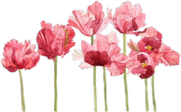 Aesthetic, Flowers, And Overlay Image - Roses Watercolour (750x750)