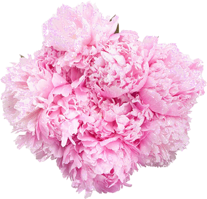 Transparent Transparent Gif Pink Aesthetic Flower Aesthetic - Flower Bouquet (495x509)