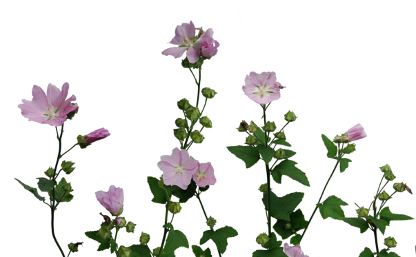 42 Images About Stamp Flower On We Heart It - Malva (603x373)