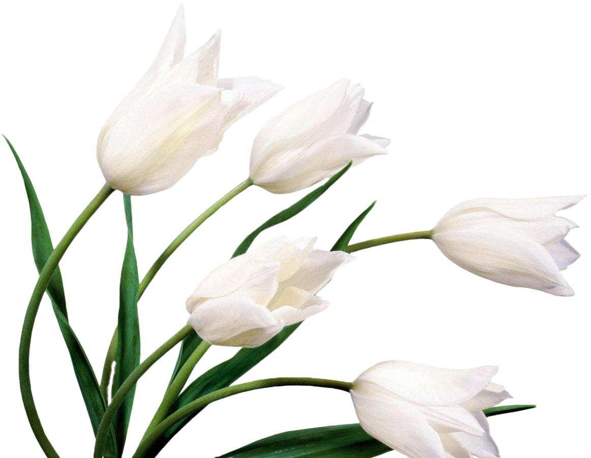 Tuplen - Flowers Pics With White Background (1200x900)