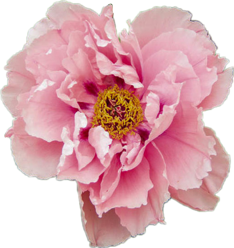 Peony Aesthetic Flower Pink Pretty Tumblr Pastel Rose - Paeonia Itoh First Arrival (477x506)