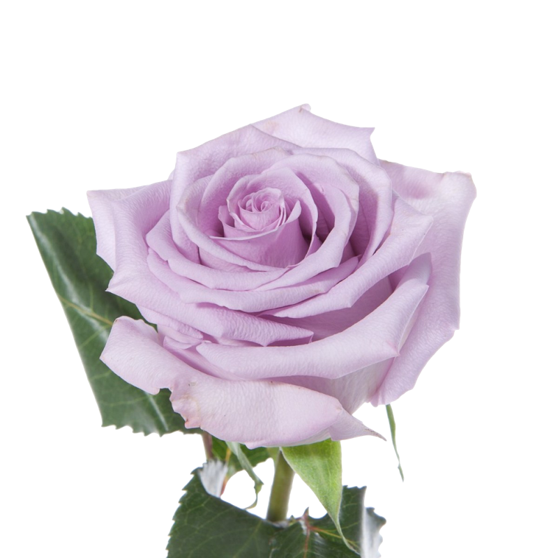 Color Of The Moment - Lavender (800x800)