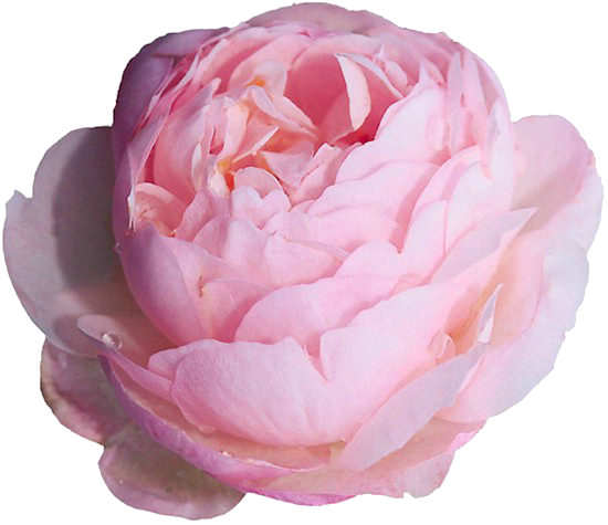 Light Pink Peony - Peony Transparent (550x475)