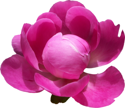 Peony Clipart Transparent Png Images - Peony .png (400x346)