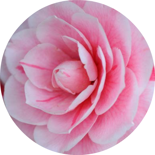 Camellia Organis Oil - Carrier Oil (500x500)