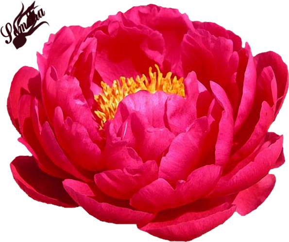 Пионы - Peony Raspberry Charm (650x520)