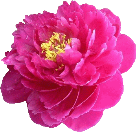 【免抠png素材篇】牡丹花png免抠图素材- 浪漫 - Red Purple Flowers Png (700x525)