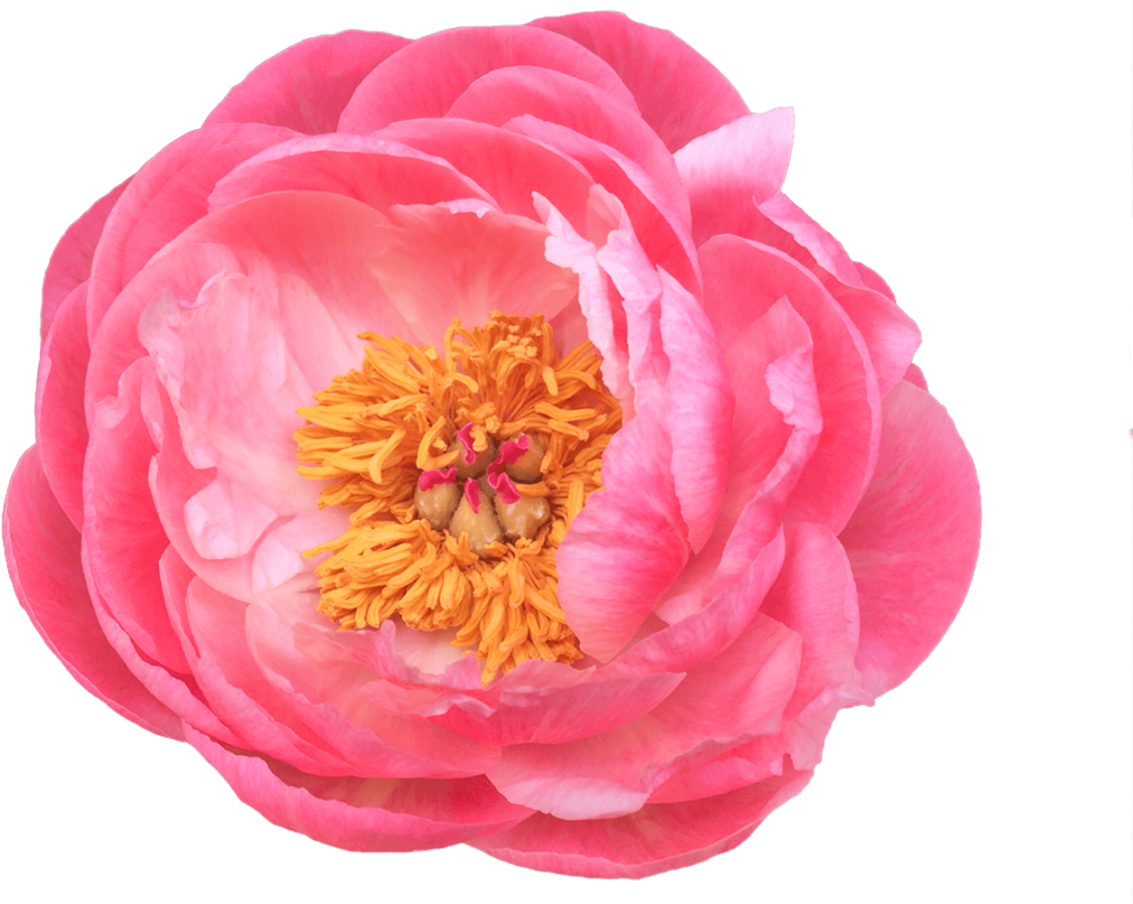 Common Peony (1500x1000)