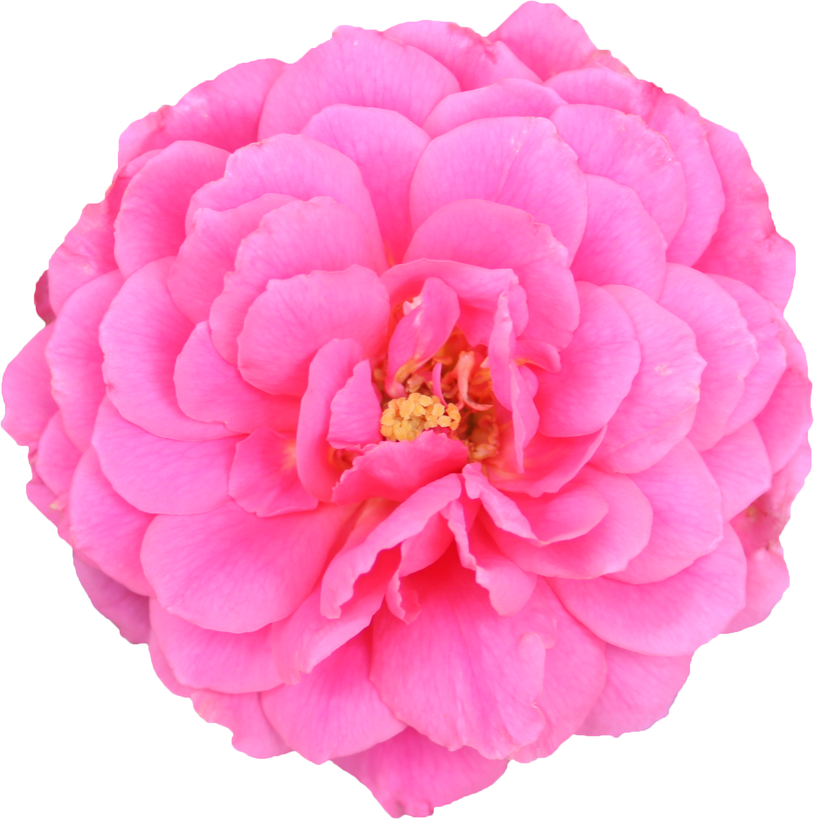 De Scrappincop - Carnations Variety Dark Pink (1590x1600)
