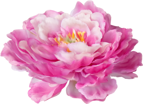 Png Bee Bluelove El47 Bee Bluelove El48 - Rose (500x363)