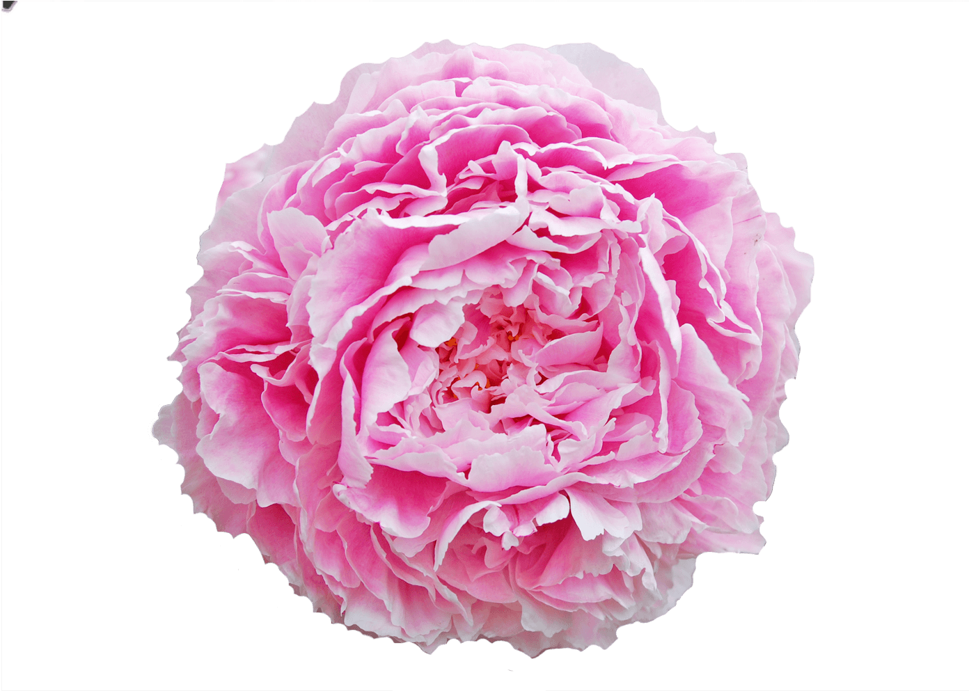 Herbaceous Peony (1500x1000)