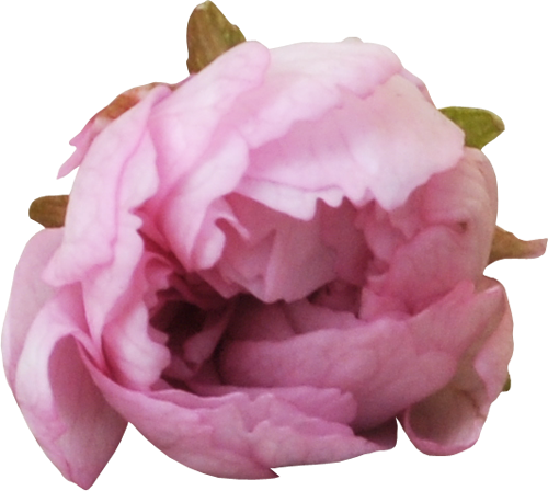 Tubes Bloemen Roze Nr - Common Peony (500x448)