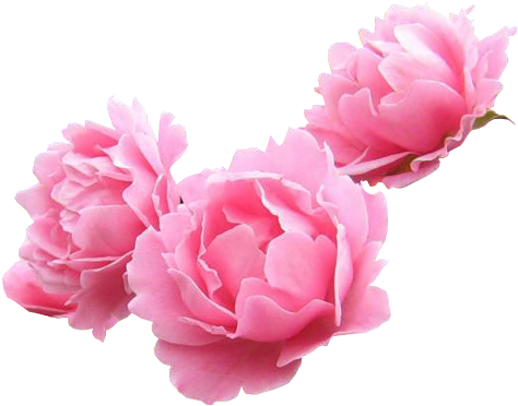 Bon Week End Je Vous Retrouve Lundi ♥♥♥♥ - Цветы Угол Png (500x401)