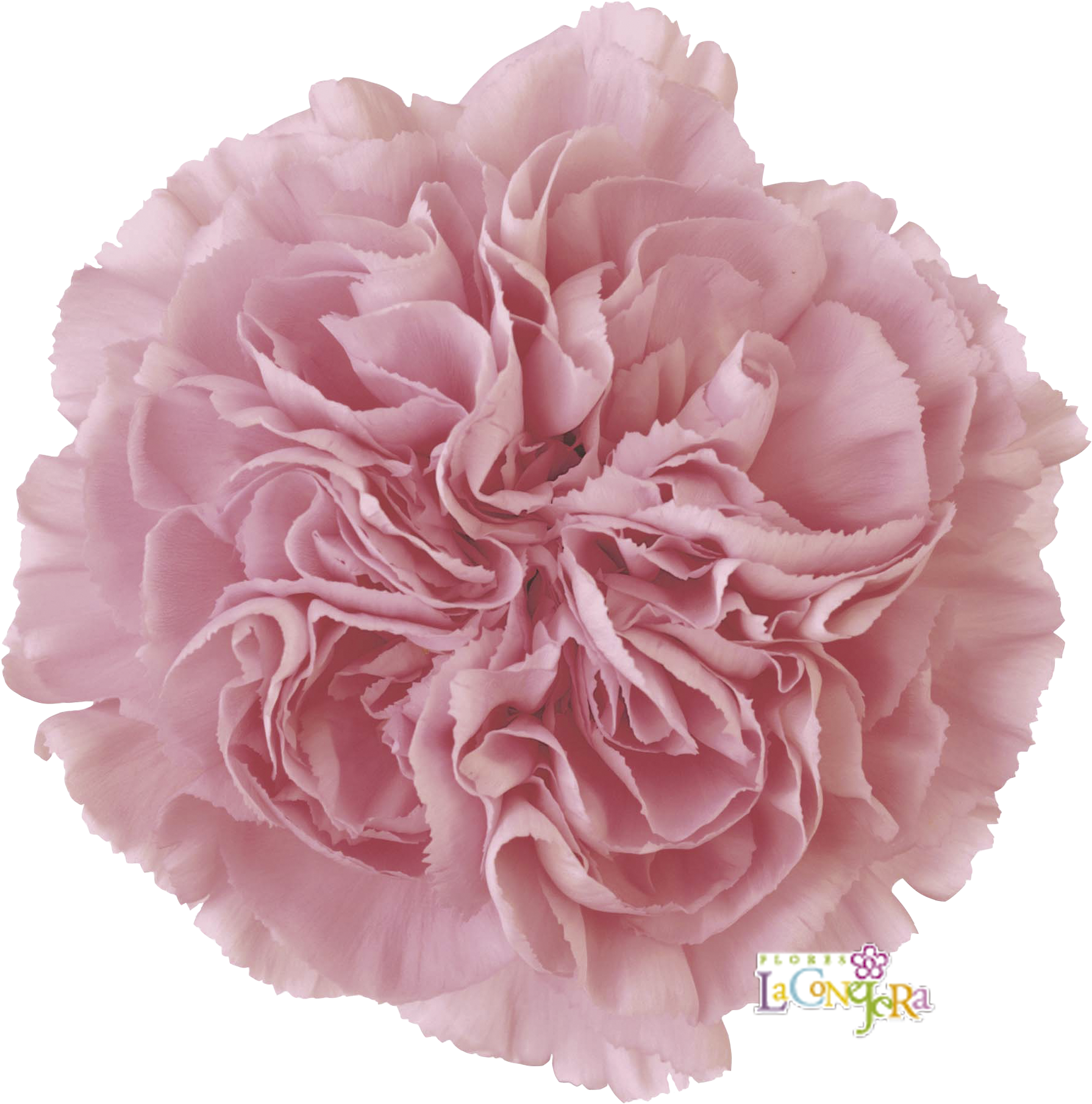 Montezuma - Pink Pom Pom Flower (2000x2087)