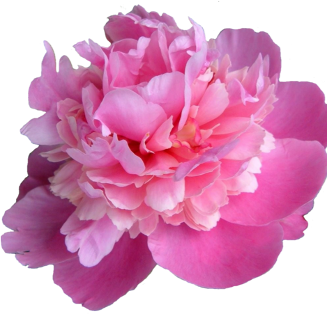 State Flower Of Indiana Small (468x472)