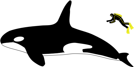 Any Problems That Occur When Running Orca Calculations - Killer Whale Vs Great White Shark Size (546x280)