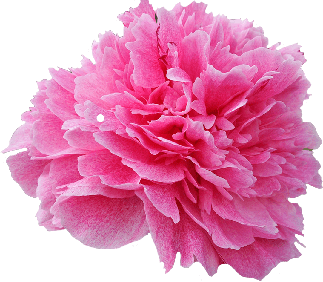 Carnation (1500x1000)
