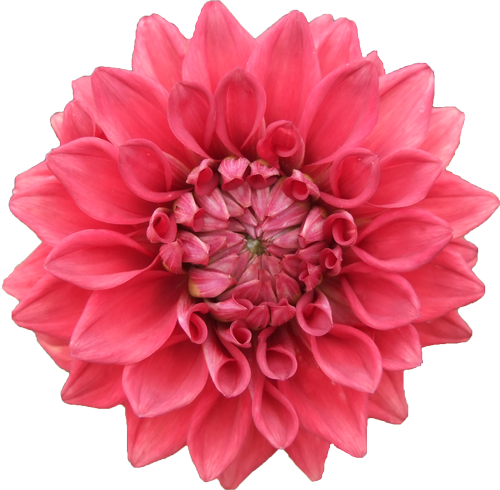 Dahlia - Coral Flower (500x490)