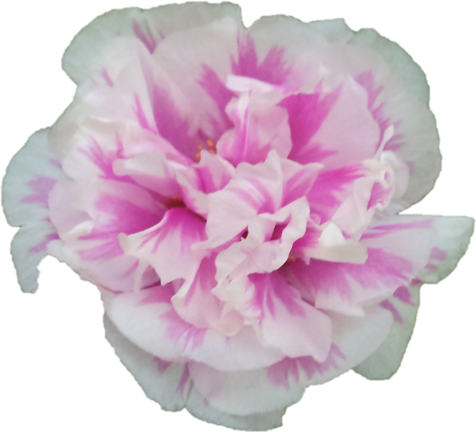 Sri Sarada Devi Darshan, Belur Math, - Carnation (1007x911)