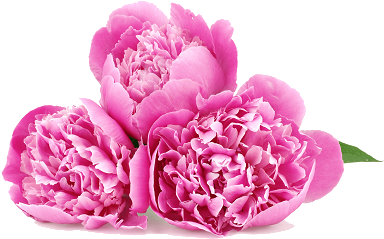 Chinese Peony - Wild Cabbage (403x302)