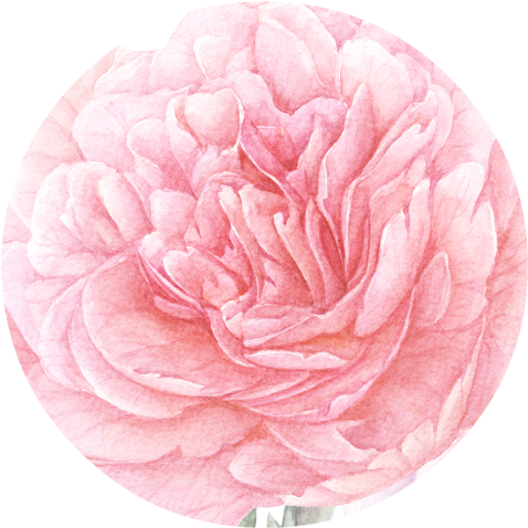 Peony Free Png - Portable Network Graphics (512x512)