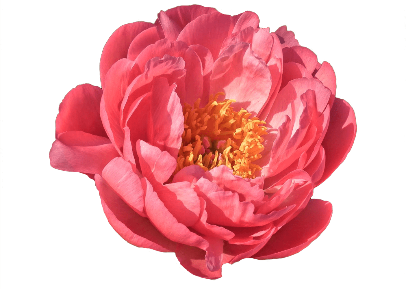 Common Peony (1500x1000)