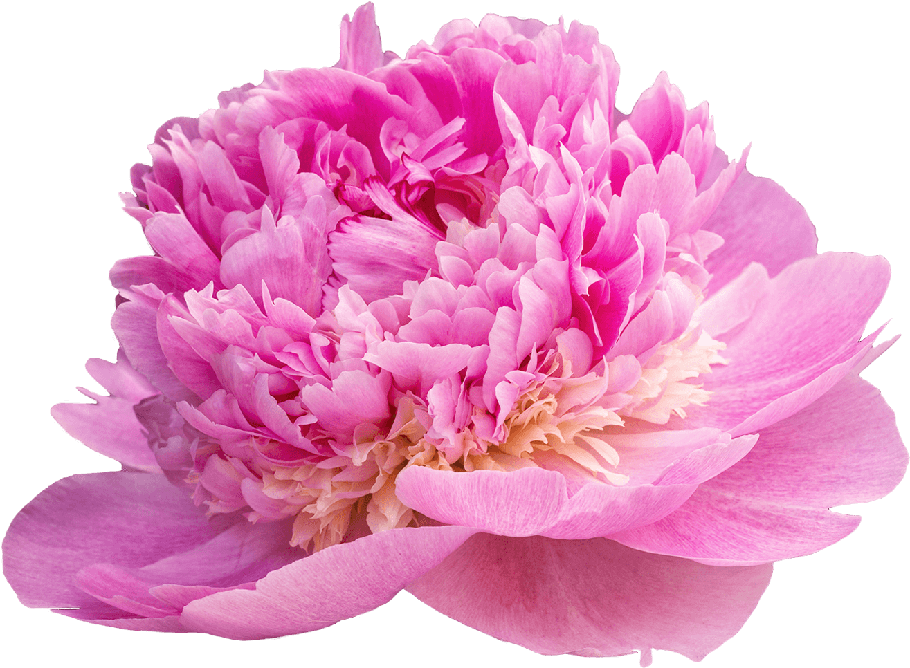 Peony (1500x1000)