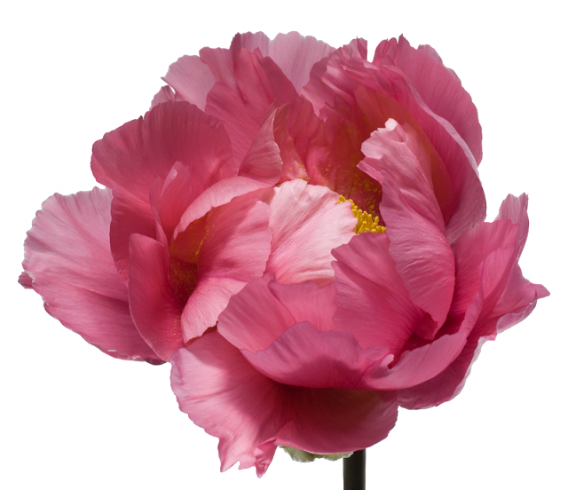 Быть Самим Собой - Flower Photography White Background (640x552)