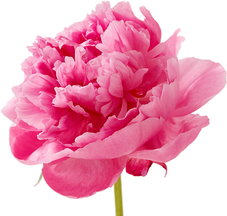 Mothersday Flower - Carnation Tonic Golem (788x750)