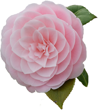 Both Have A Passion For It - Tea Plant (426x484)