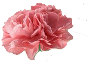 最美母亲节祝福 - 母亲 节 快乐 (400x400)