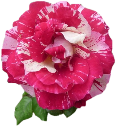 Tubes Roses - Common Peony (377x412)