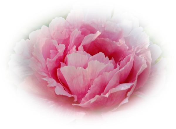 Mes Tubes Fleurs - Fleurs Pivoines (600x441)