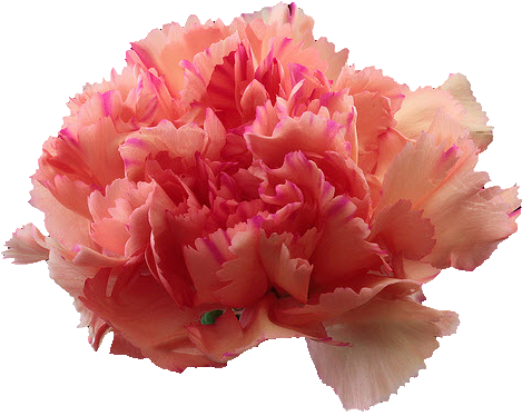 Free Graphics And Clipart - Carnation (496x408)