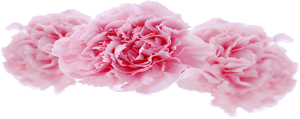 Centifolia Roses Garden Roses Carnation Floral Design - Garden Roses (968x385)