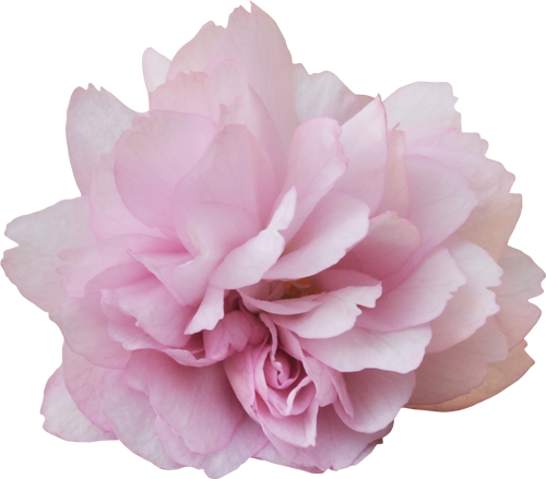 Fleur - Розовый Пион Png (500x439)