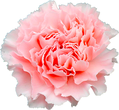 Doncel - Carnation (400x400)