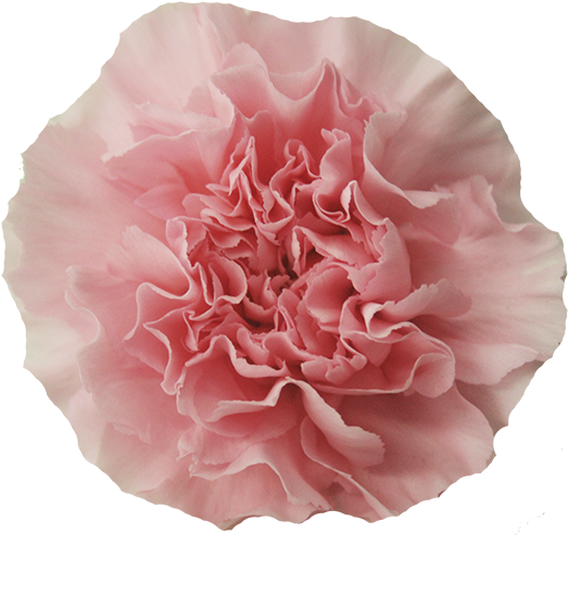 Colibri Flowers Carnation Thalia, Grower Of Carnations, - Carnation (600x600)