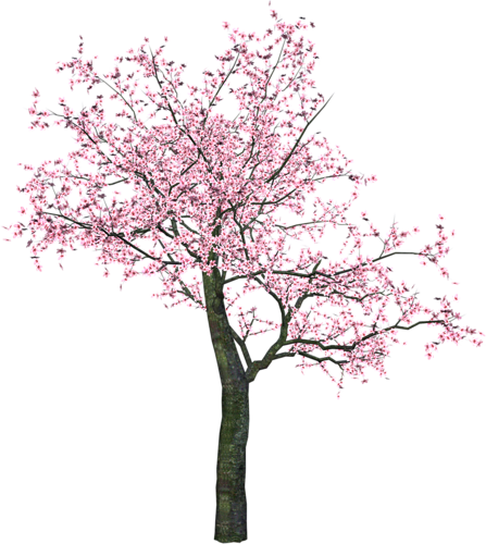 Arana Альбом «clipart / Clipart2 / Spring Trees And - Cherry Tree Png (447x500)