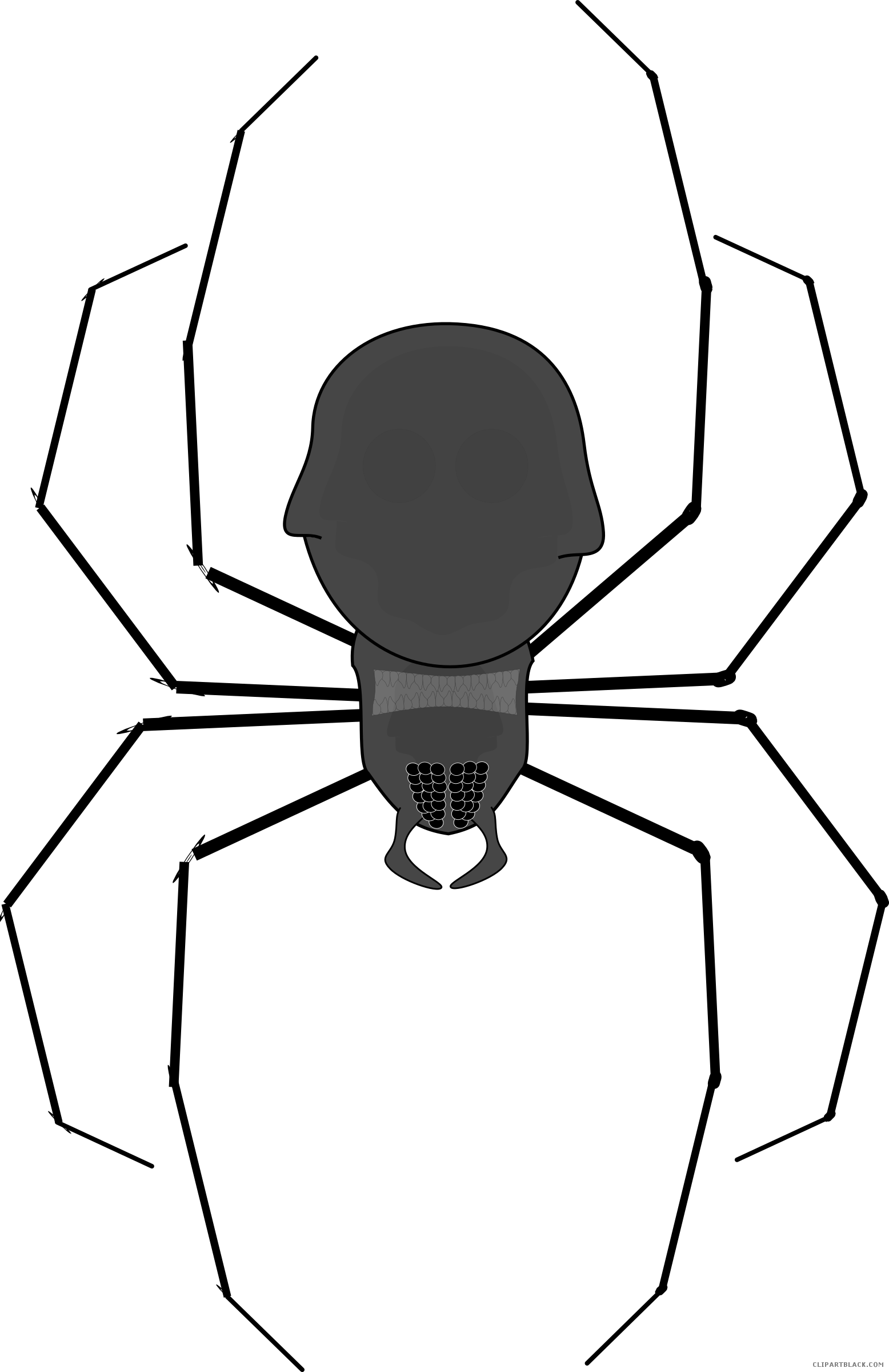 Black And White Spider Animal Free Black White Clipart - Spider Clip Art (1556x2400)