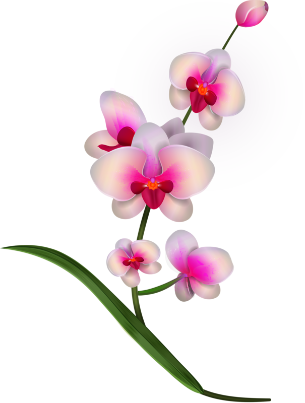 Яндекс - Фотки - Pink Orchids Png Clipart (605x800)