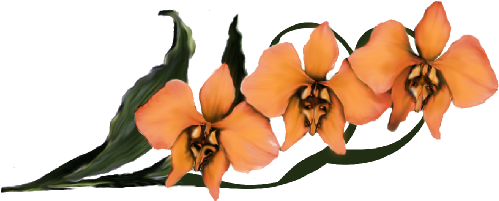 Moon Orchid - Artificial Flower (536x369)