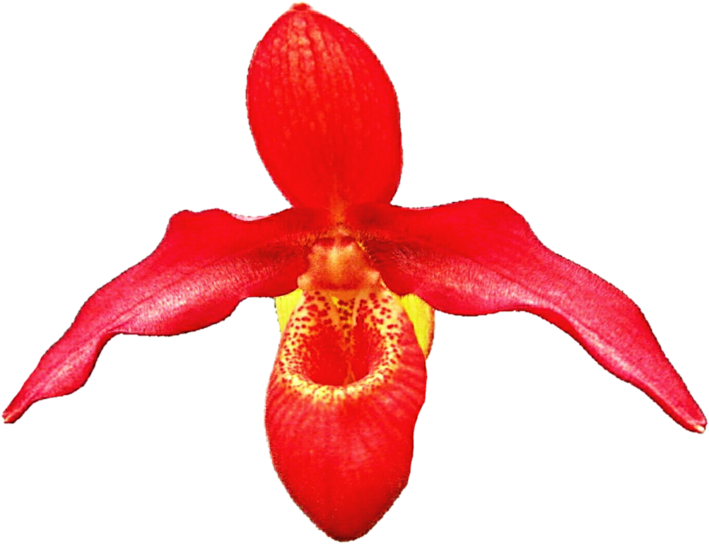 Orange Slipper Orchid By Jeanicebartzen27 Orange Slipper - Orchids Of The Philippines (1024x787)