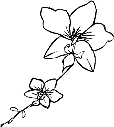 Orchid Drawing Png - Orchid Black And White Png (400x460)