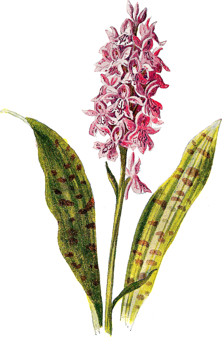 Spotted Orchid Clip Art - Vintage 1902 Spotted Orchid Pink Flower Orchids Wristlet, (1143x1600)
