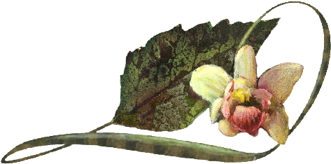 Oncidium Yellow Orchid Illustration - Dancing-lady Orchid (536x369)