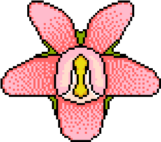 Orchid Wg Branch - Riau Archipelago (400x400)