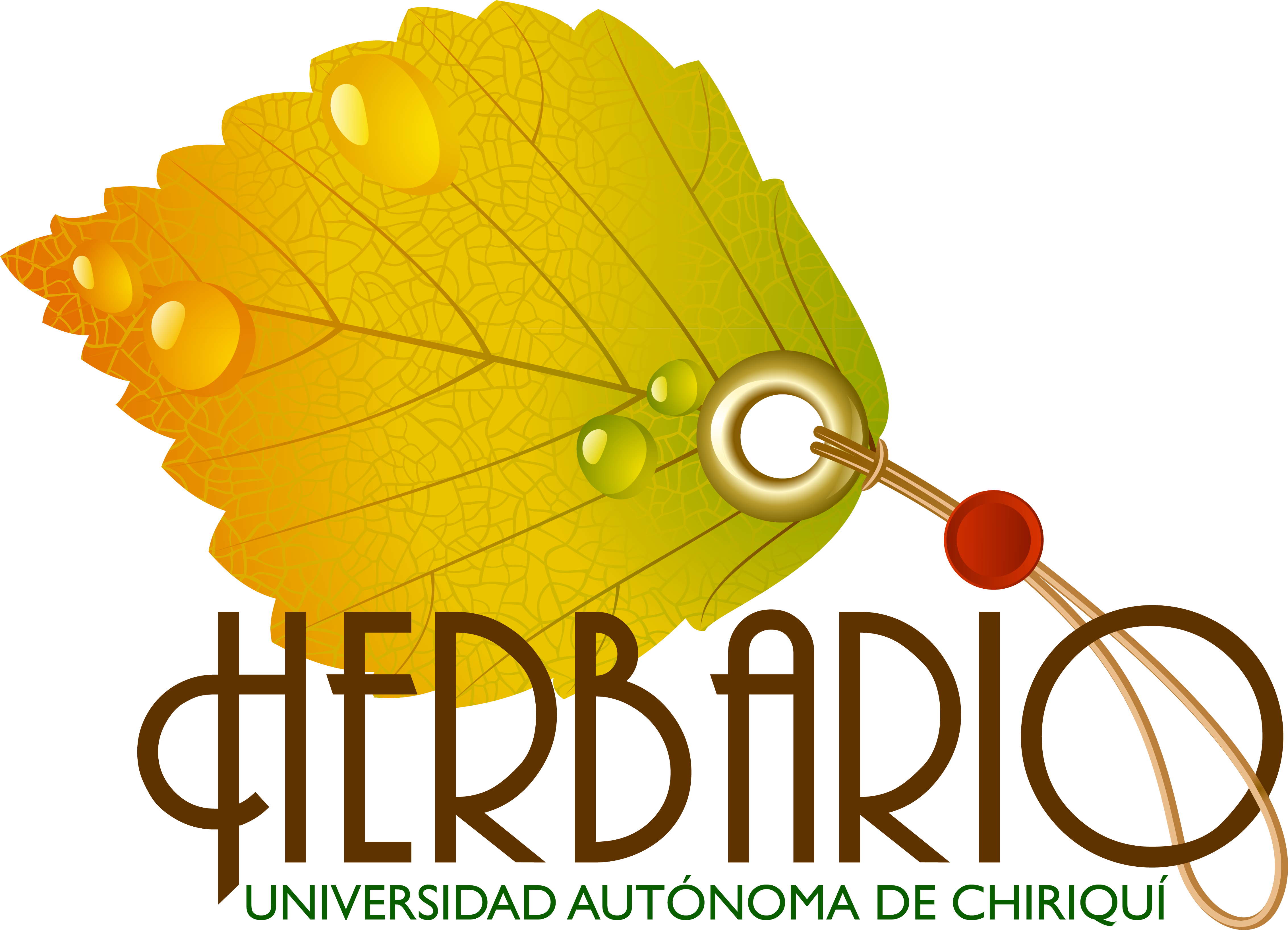 Osmoglossum Egertonii Schltr - Osmoglossum Egertonii Schltr (4529x3287)